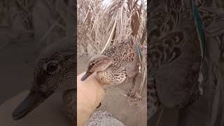 teal duck........#hunting #duckhunting