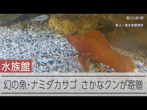幻の魚・ナミダカサゴ、さかなクンが新江ノ島水族館に寄贈　半世紀ぶりに採集