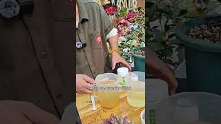 硫酸亚铁调酸补铁搭配柠檬酸更好用！ #硫酸亚铁肥料 #硫酸亚铁肥料花卉专用 #花肥 #养花万能肥料推荐