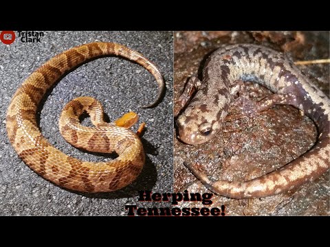 Timber Rattlesnake, Rare Salamanders And More! Herping Tennessee