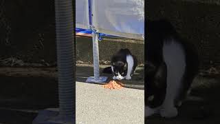 野良猫♯stray cat