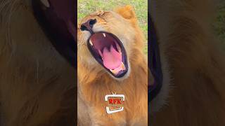 Everyone fears me ,Im the last King #viralvideo #wildlion #animals #shorts #lionlife