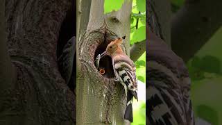 Snake Tries to Enter Nest… But Hoopoe Fights Back