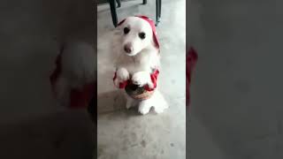 cute 🐕dog #shorts#short#shortviral#trendingshorts#ytshorts#shortsvideo#viral #viralvideo#tiktok#
