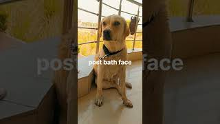 How dogs look at you after a bath #dogslovers