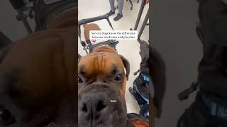 Playtime Vs Work time #servicedog #assistancedog #dog #dogs #cutedog #school #college #workingdog