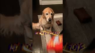 Big surprise at the end (pet update)