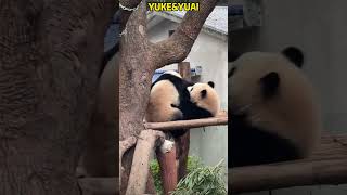 可爱兄妹又合体啦，太温馨的画面 #pandacub #cute #giantpanda #animals #pandachina #funny #cutepanda #zoo #パンダ君 #パンダ君