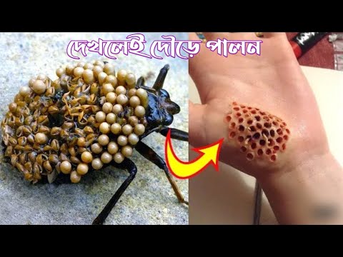 পৃথিবীর সবচেয়ে ভয়ংকর  পোকা | এদের দেখলেই দৌড়ে পালান |Most Dangerous Bugs in the World