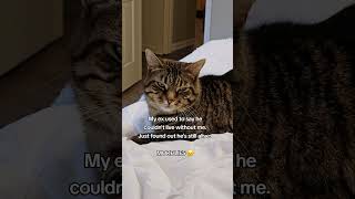 I can't respect a liar 😒 #kitty #catlover #cat #joke #meme #relationships