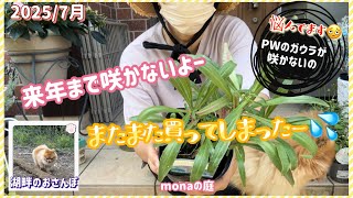 [Gardening with Mona] Introducing the seedlings I bought, planting them, and the story of the Gau...