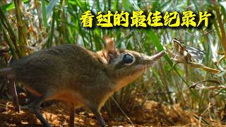 目前看过的最佳纪录片，给跪了！如此史诗级别的故事，看完都不知道是怎么拍的！