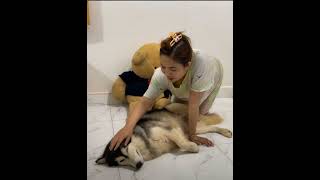 the best couple beautiful girle love dog#cut #puppy #dogstagram #doglife #dog #puppyoftheday
