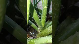 How to grow alovera at home gardening using fartilizer plants growth #autoplant #bonsaiplants