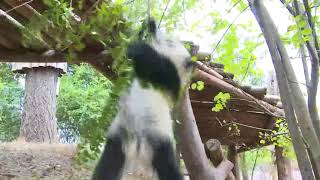 【每日熊猫】小熊猫爬不上树被发现，恼怒追着摄像师跑