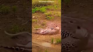 #animals #wildbeast #wildbeasts #cheetah #forest #wildlife #forestlovers #wildanimals #leopard