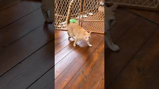 SPUNKS PLAYS PING PONG WITH GECKO! : PART 5 #animals #animal #gecko #cats #animallovers #shorts #fy