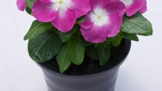 Vinca Mega Bloom in Orchid Halo