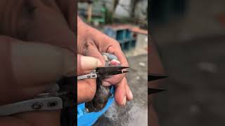 Trimming a Pigeon's Beak for Better Feeding #shortvideo #lifeisbutadream #animals