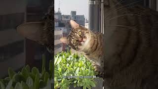 My neighbor’s cat