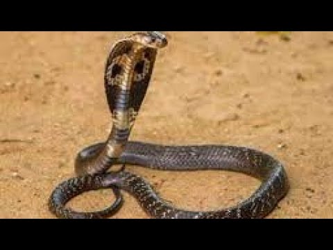 [ Dangerous Snake Video]Liza top5] #snakes #snakevideos #reptile