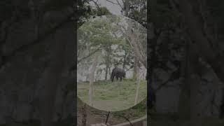 Elephant Camp#Cool Place#@FeelGreat230