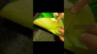 Traditional Jackfruit Recipe l Indian traditional snak #kadubu #patholi #Gatti #Prakruthi #shorts