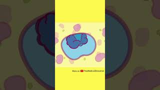 How Enzyme Works #shorts