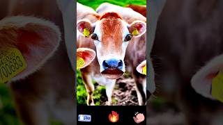 hamba video #caw