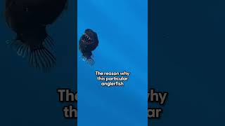 "Black Sea Monster" Spotted By A Human For The First Time Ever | The Dodo