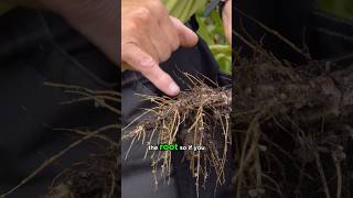 The Hidden Power of Broad Beans… ✨ (Regenerative Gardening)