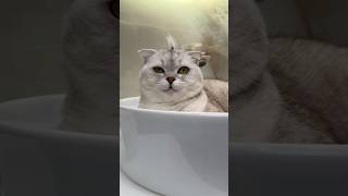 I won't joke with Sonya anymore🥲 #cat #cats