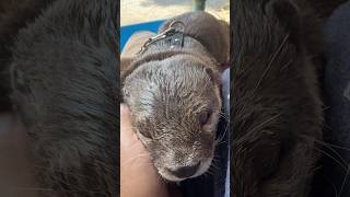 Suddenly, My Otter Begins To Be Pampered😍😍 #shorts #aty #otter #WaterSausage