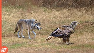 Look What Happened When This Wolf Attacked Eagle