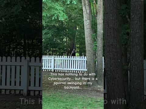 Squirrel Tire Swing #squirrel #squirrels