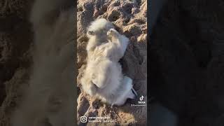 The #goodlife of a #samoyed 💦 ☀️ #dogs #doggo #vibes  #beach  #love