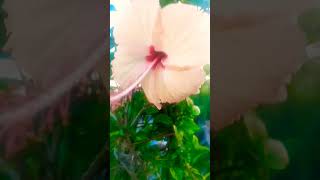 Short#DevShorts:) 😍My favorite🌺