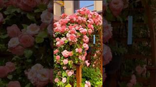 Beautiful garden rose flowers (17/6)#rose #flowers #rosegarden #roseflowers #nature #beautifulroses