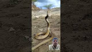 #snake #bite #animals #ratsnake #wildlife #ratattack #nature