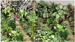 Living Nature Nursery Overview | Beautiful Plant Collection & Green Ambience