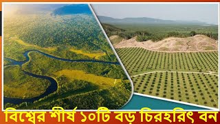 বিশ্বের শীর্ষ ১০টি বড় চিরহরিৎ বন  | The 10 Largest Forests on Earth