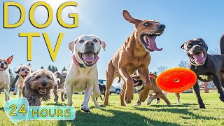 DOG TV: Best Videos for Dogs to Watch Prevent Boredom When Home Alone - Happy Music for Dogs