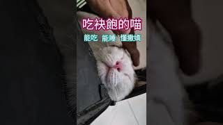 《吃袂飽的喵》寵成8公斤 #足胖足胖 #足芳足芳 #shorts #cute #funny #cutecat #貓 #貓咪 #貓咪日常 #分享 #pet #animal #貓眼觀察室 #毛小孩 #主人