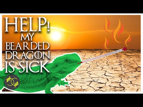 Does my Bearded Dragon have Parasites or Coccidia - How to Treat Parasites - Cookies Critters