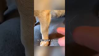 dogs being adorable part 351 #funny #funnypets #pets #petvideo #lovegolden #cutegolden #funnyanimal