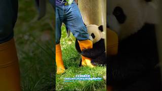 Daddy and Canyang playing together奶爸和灿阳玩耍 #pandalife #panda #redpanda夕消