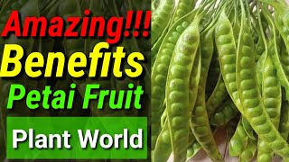 🔴 Petai Fruit • Amazing Benefits Petai Fruit || Plant World