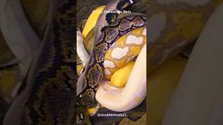 A Place Where Snakes Rule the Land 😱🐍