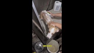 兄弟们看完这个视频，你们觉得狗狗真的恢复了吗？这几天太不容易了，也感谢很多粉丝给我提出的建议，等狗狗彻底好了，必须给大家好好放一场烟花，谢谢大家了😄#勋氏vlog #你好创作者