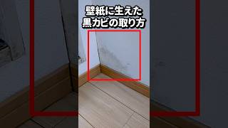 30秒でわかる壁紙に生えた黒カビを取る方法